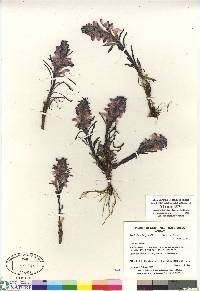 Pedicularis langsdorffii image