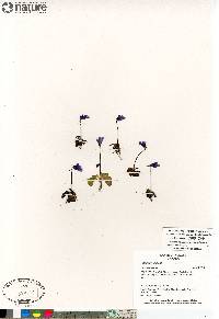 Pinguicula vulgaris image