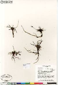 Plantago maritima image