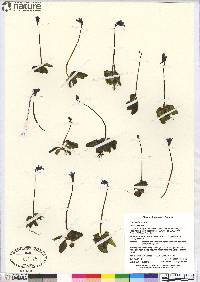 Pinguicula vulgaris image