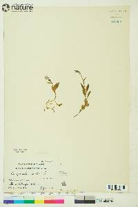 Campanula uniflora image