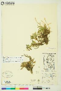 Campanula uniflora image