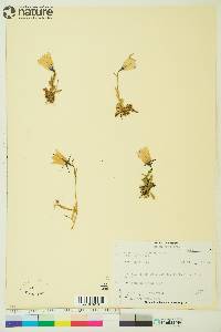 Campanula lasiocarpa image