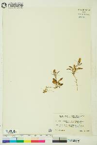 Campanula lasiocarpa image