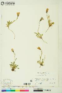 Campanula lasiocarpa image