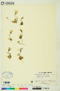 Campanula lasiocarpa image