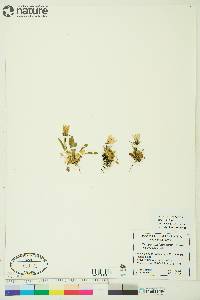 Campanula lasiocarpa image