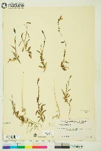 Campanula uniflora image