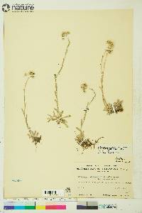 Antennaria neglecta image