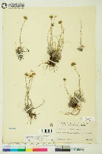 Antennaria friesiana image