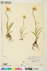 Arnica alpina image