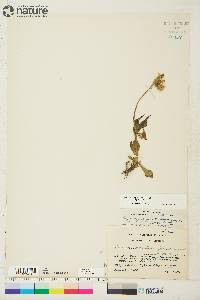 Arnica angustifolia subsp. angustifolia image