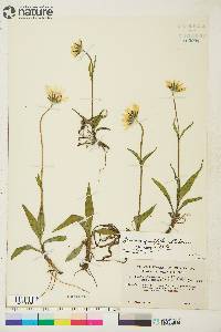 Arnica angustifolia image