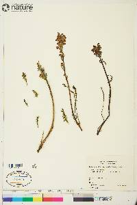 Pedicularis sudetica image