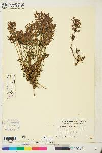 Pedicularis verticillata image