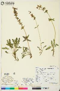 Pedicularis verticillata image