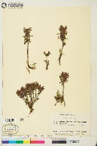 Pedicularis verticillata image