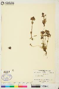 Pedicularis verticillata image