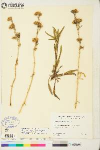 Penstemon gormanii image