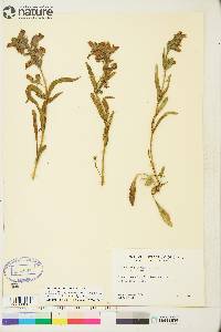 Penstemon gormanii image