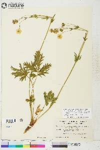 Potentilla diversifolia image