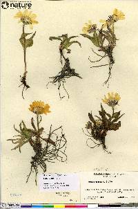 Arnica angustifolia image