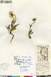 Arnica angustifolia subsp. angustifolia image