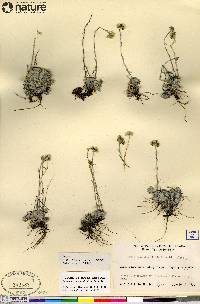 Antennaria densifolia image