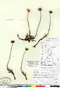 Arctanthemum arcticum image