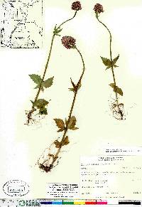 Valeriana capitata image