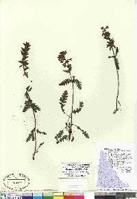 Pedicularis verticillata image