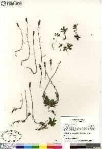 Campanula uniflora image