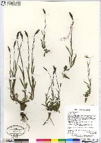 Campanula uniflora image