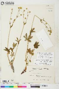 Potentilla diversifolia var. diversifolia image