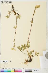 Potentilla diversifolia image