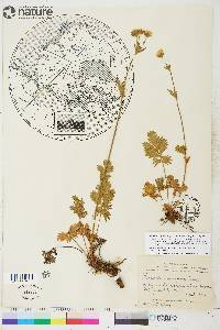 Potentilla diversifolia image