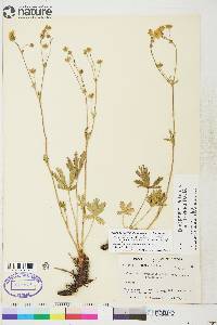 Potentilla diversifolia image