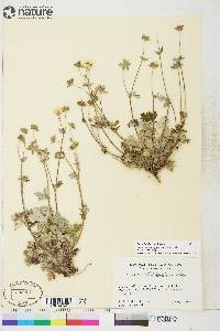 Potentilla villosula image