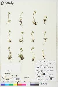 Antennaria alpina image