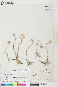 Antennaria rosea subsp. confinis image