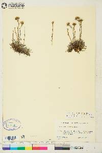 Antennaria monocephala subsp. angustata image