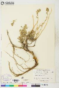 Artemisia alaskana image
