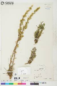 Artemisia campestris var. scouleriana image