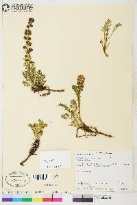 Artemisia arctica image