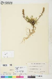 Artemisia campestris subsp. borealis image