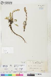 Artemisia borealis subsp. borealis image