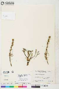 Artemisia campestris subsp. borealis image