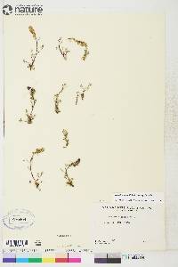 Artemisia borealis subsp. borealis image