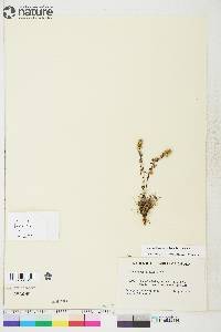 Artemisia borealis subsp. borealis image