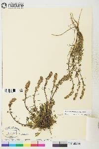 Artemisia borealis subsp. borealis image